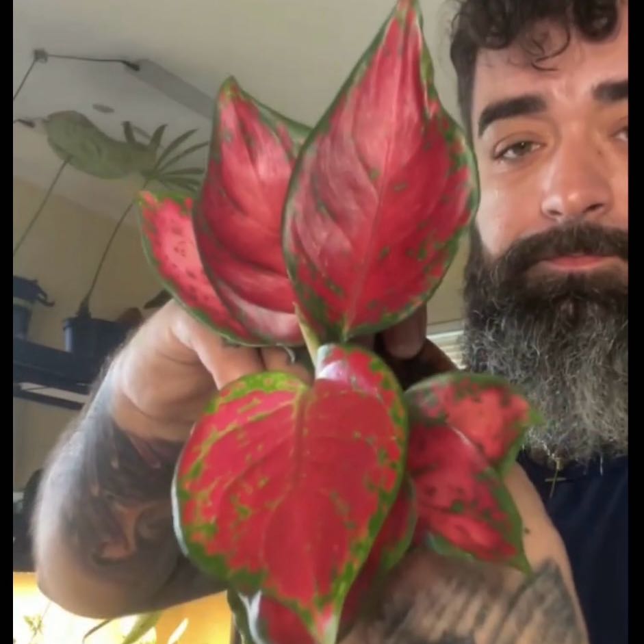 Photo of the plant species Aglaonema Red Valentine Chinese Evergreen by @PlantMamaFleig named Seraphina on Greg, the plant care app