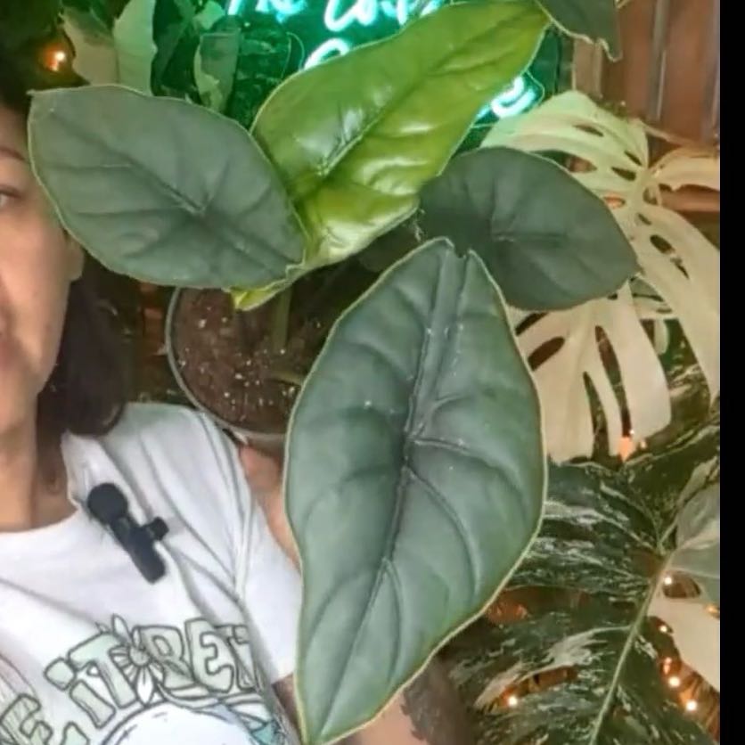 Photo of the plant species Alocasia puncakborneensis by @PlantMamaFleig named Titania on Greg, the plant care app