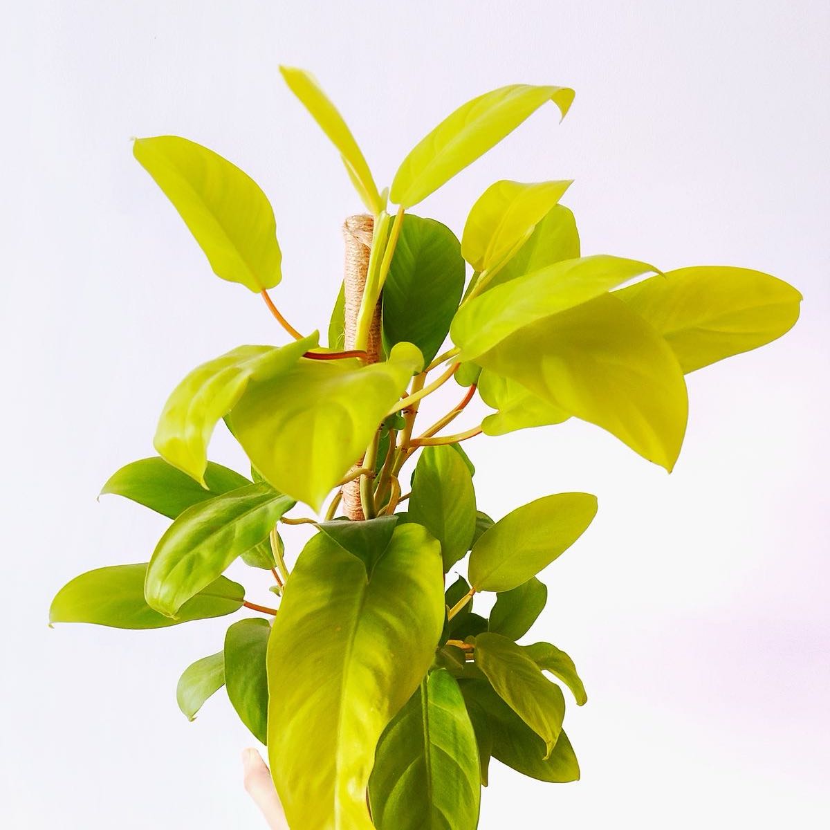 Photo of the plant species Philodendron 'Malay Gold' by @PlantMamaFleig named Midas on Greg, the plant care app