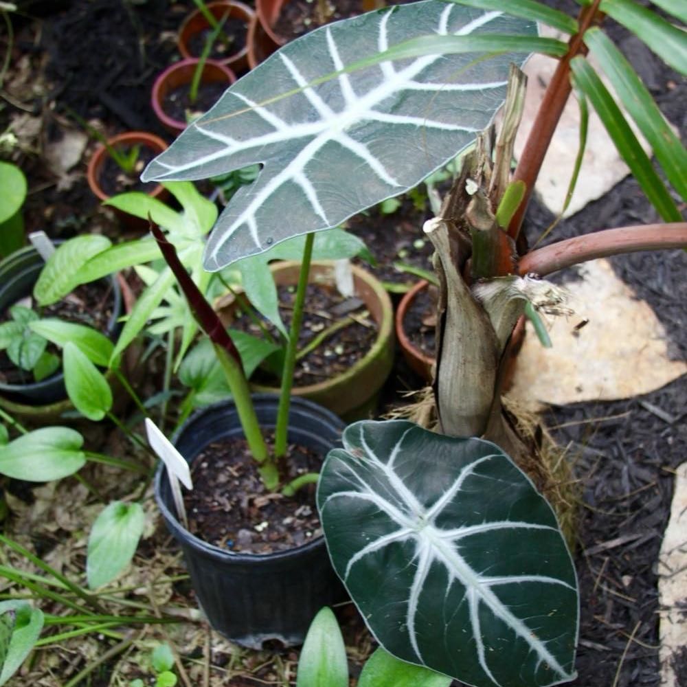 Photo of the plant species Alocasia Purple Cloak by @PlantMamaFleig named Prince Tyrian on Greg, the plant care app