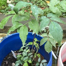 Plant care for Arrowwood Viburnum 'Synnestvedt' on Greg, the plant care app