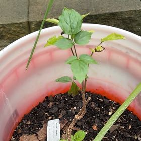 Plant care for Nannyberry on Greg, the plant care app