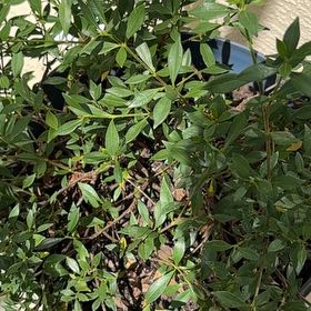 Photo of the plant species Miniature Gardenia by @NotableChards named Sir Plancelot on Greg, the plant care app