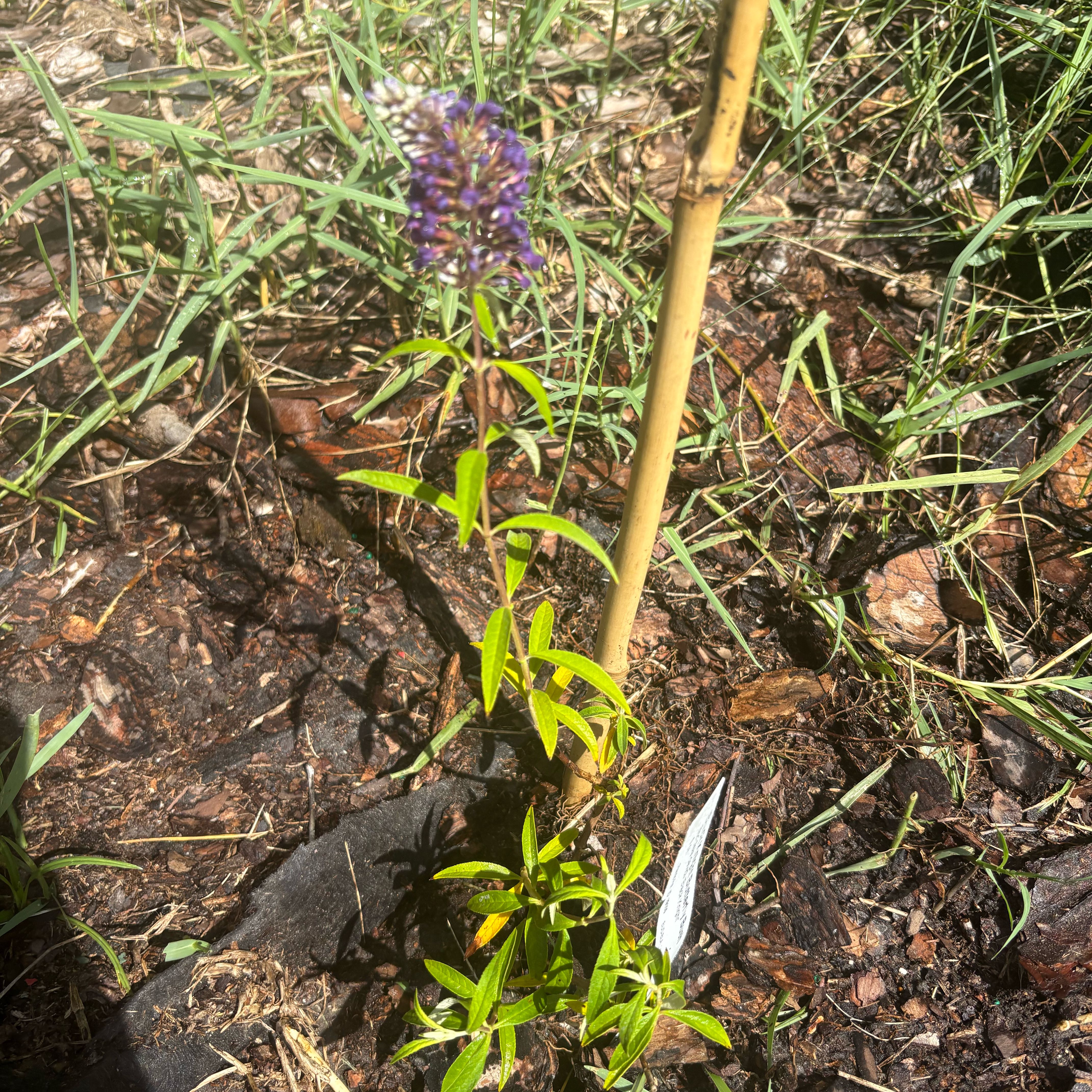 Photo of the plant species Black Knight Butterfly Bush by @NotableChards named Black Knight on Greg, the plant care app