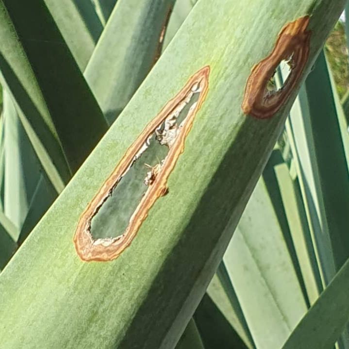 Photo of the plant species Sisal by @SportyRuby38 named Scarlett on Greg, the plant care app