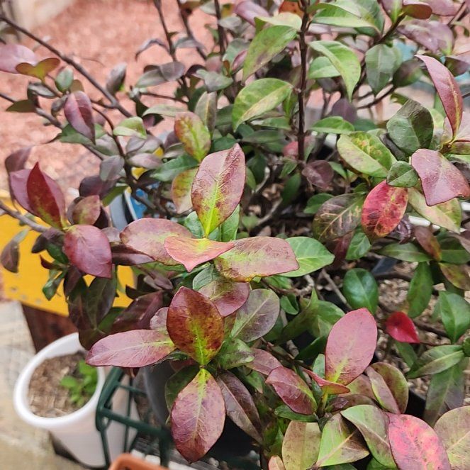 Photo of the plant species Asian Jasmine by @QuotableKamahi9 named Delilah on Greg, the plant care app