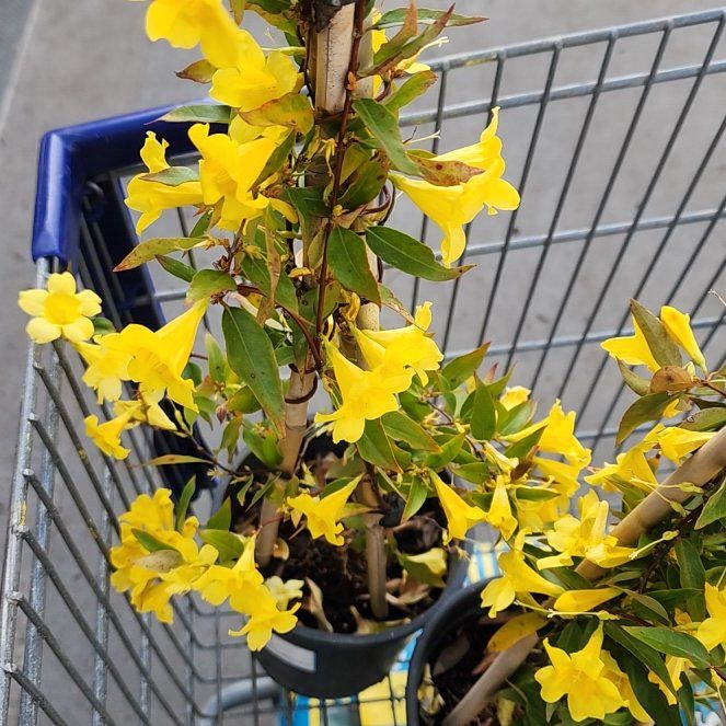 Photo of the plant species Carolina Jessamine by @QuotableKamahi9 named Zion on Greg, the plant care app