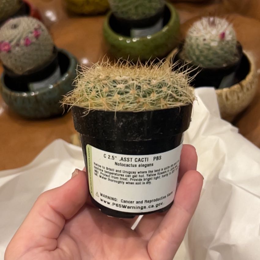 Photo of the plant species Notocactus elegans by @SoaringLungwort named Bella on Greg, the plant care app