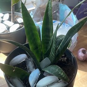 Morgan Treeman | A plant by @LucidWeepingfig on Greg