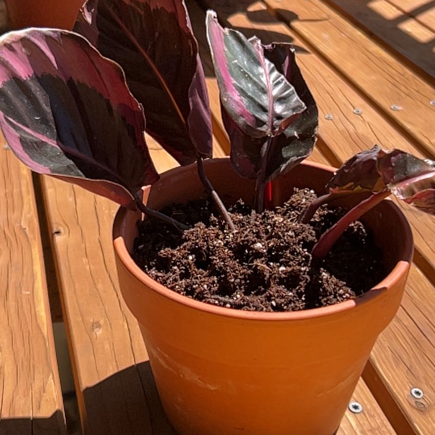 Photo of the plant species Calathea 'Crimson' by @LoyalSarcodes78 named Drake on Greg, the plant care app