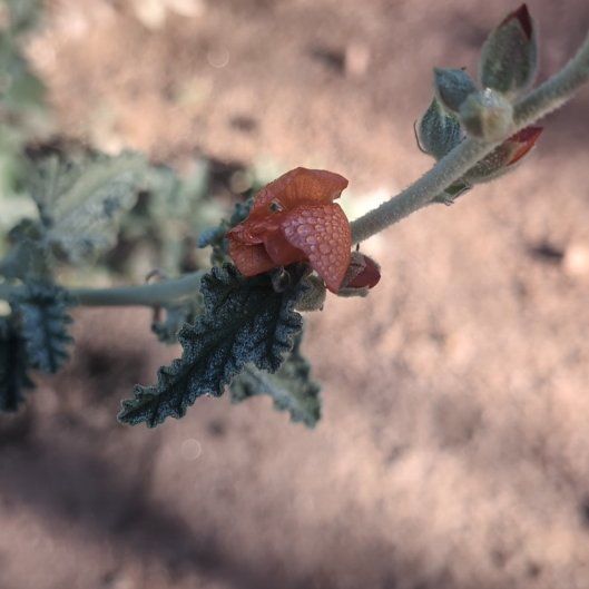 Photo of the plant species Desert Globemallow by @PrizePetuniamix named Sanders on Greg, the plant care app
