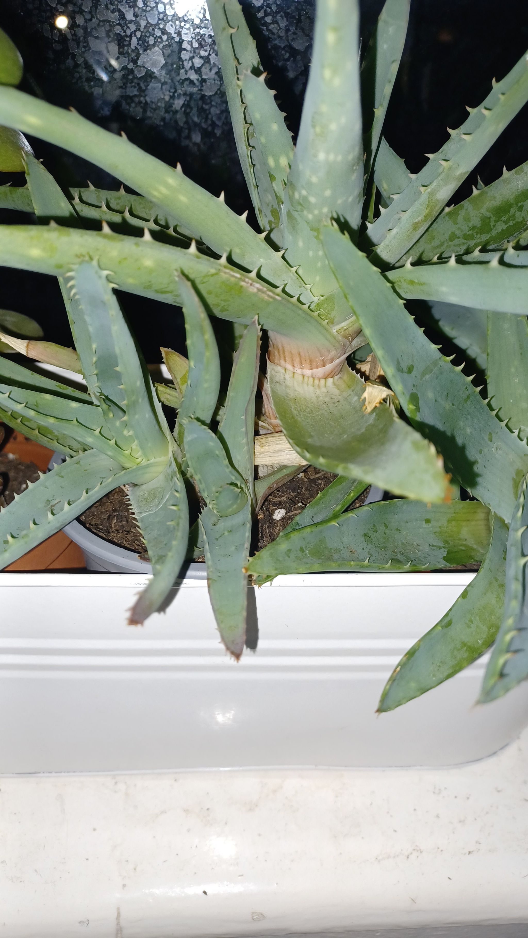 Photo of the plant species Aloe Vera by @ClassicPeony64 named Sahara on Greg, the plant care app