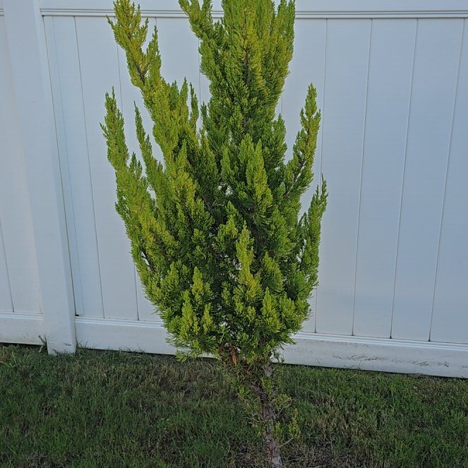 Photo of the plant species Hollywood Juniper by @FestalBushpoppy named Hollywood East on Greg, the plant care app