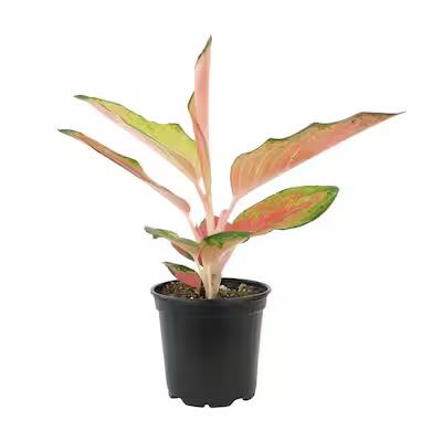 Photo of the plant species Red Chinese Evergreen by @AcceptingPurei named Foxxy on Greg, the plant care app