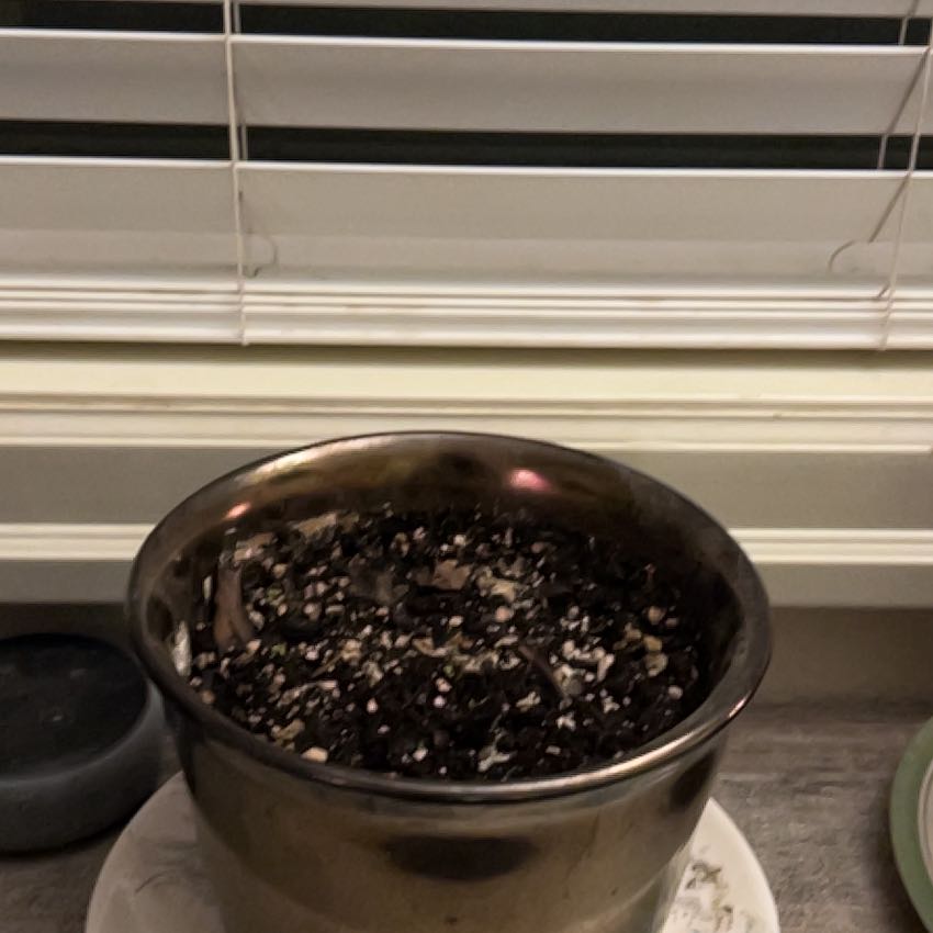 Photo of the plant species Broadleaf Arrowhead by @AmiablePomelo66 named Wet ass potato on Greg, the plant care app