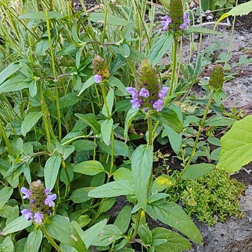 Photo of the plant species Common Selfheal by @HotKosterscurse named Huckleberry Fern on Greg, the plant care app