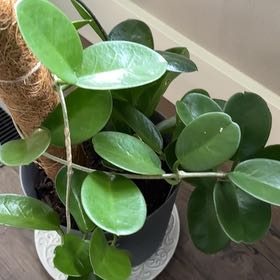 Photo of the plant species samoan waxplant by @SolidLatetulip named Aristotle on Greg, the plant care app
