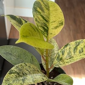 Photo of the plant species Ficus Moonshine by @SolidLatetulip named Delilah on Greg, the plant care app