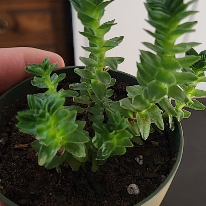 Photo of the plant species Crassula 'Spiralis' by @TutorBogwillow named Zeus on Greg, the plant care app