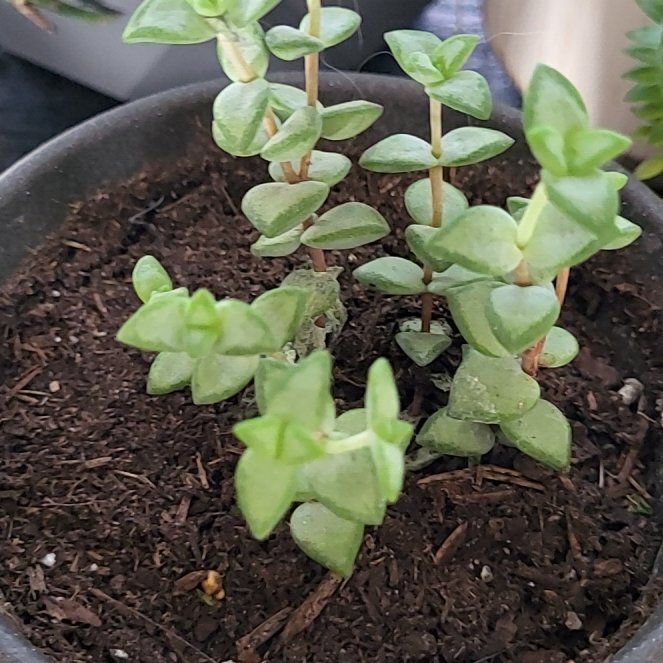 Photo of the plant species Crassula rupestris 'High Voltage' by @TutorBogwillow named Xena on Greg, the plant care app
