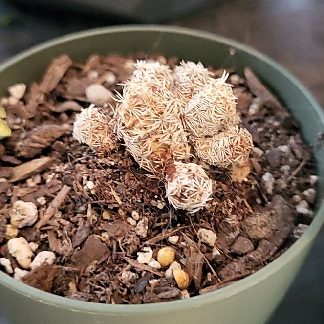 Photo of the plant species Thimble Cactus by @TutorBogwillow named Anne on Greg, the plant care app