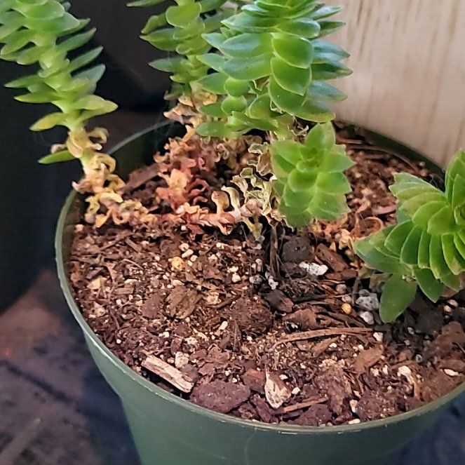 Photo of the plant species Crassula 'Spiralis' by @TutorBogwillow named Fernie Mac on Greg, the plant care app