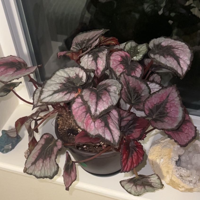 Photo of the plant species Red kiss Begonia by @FitCalabashtree named Khaleesi on Greg, the plant care app