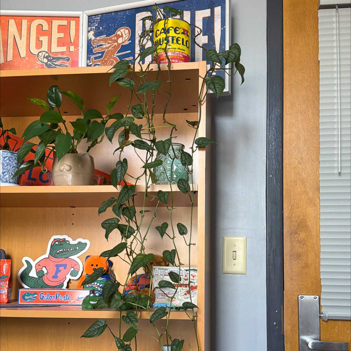 Photo of the plant species monstera siltepecanna by @blacktrashcan named Peter Parker on Greg, the plant care app