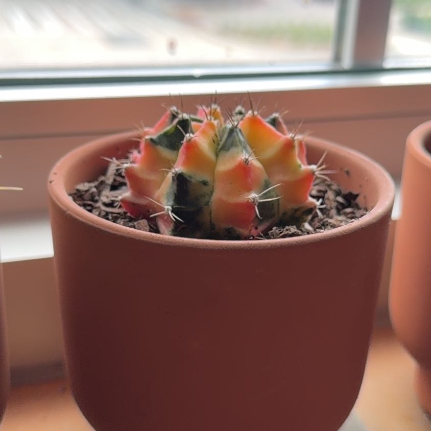Photo of the plant species Variegated Moon Cactus by @blacktrashcan named Rainier on Greg, the plant care app