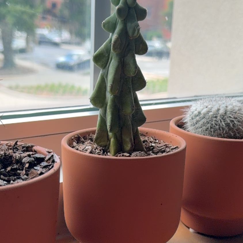 Photo of the plant species Boobie Cactus by @blacktrashcan named Gomez on Greg, the plant care app