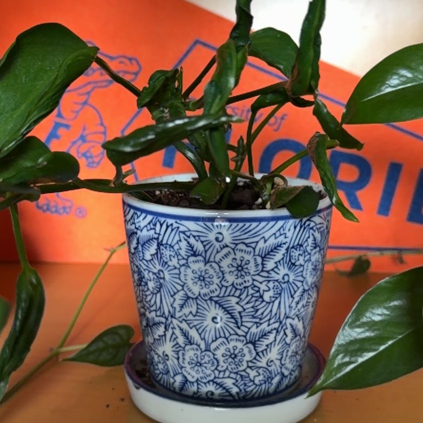 Photo of the plant species Pothos 'Shangri La' by @blacktrashcan named Gregarious on Greg, the plant care app