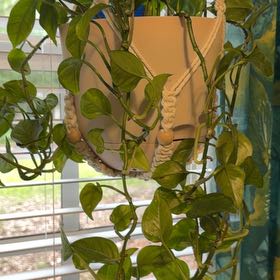 Photo of the plant species Global Green Pothos by @blacktrashcan named Robert Plant on Greg, the plant care app