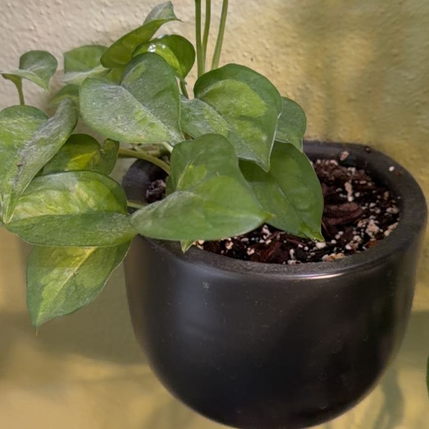Photo of the plant species Global Green Pothos by @blacktrashcan named Hemingway on Greg, the plant care app