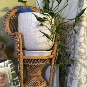 Photo of the plant species Pothos 'Shangri La' by @blacktrashcan named Spike Leaves on Greg, the plant care app