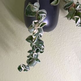 Photo of the plant species Variegated Hoya carnosa 'Compacta' by @blacktrashcan named Mando on Greg, the plant care app