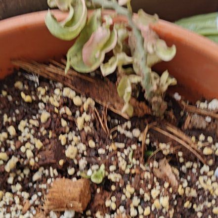 Photo of the plant species Euphorbia 'Curly Pink' by @FabHoupara67 named Gobi on Greg, the plant care app
