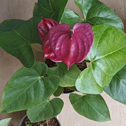 Photo of the plant species Purple Anthurium by @FabHoupara67 named Naomi on Greg, the plant care app