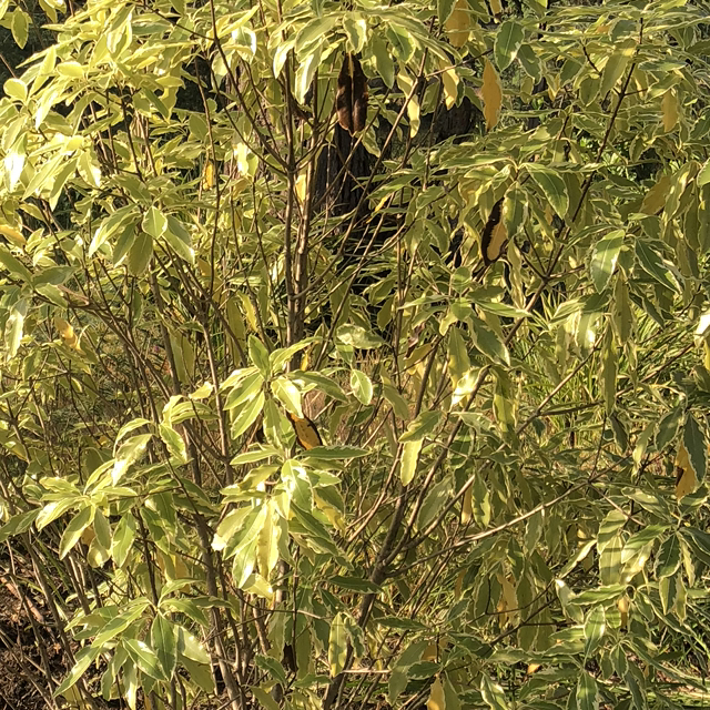 Photo of the plant species Pittosporum 'Platinum' by @LushKingfern76 named Pittosporum eugenioides variegatum on Greg, the plant care app