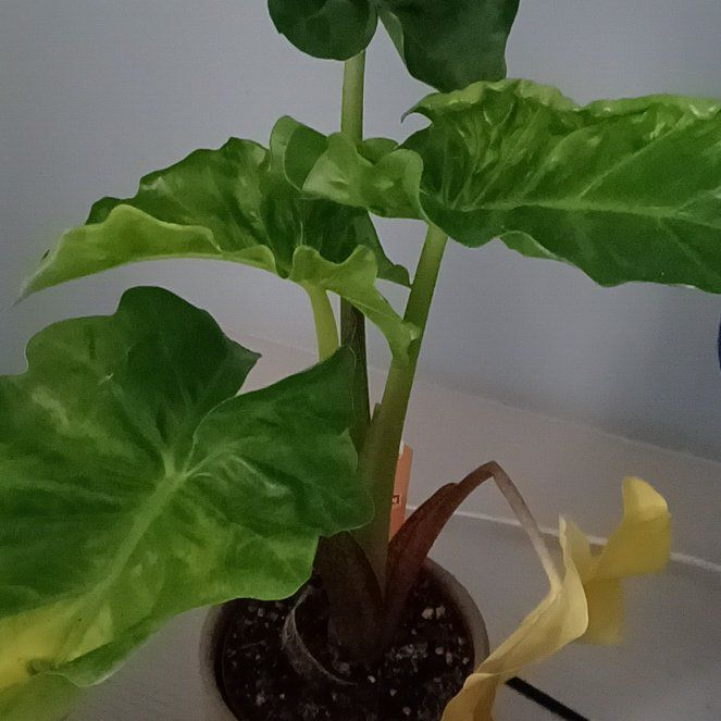 Photo of the plant species Alocacia by @HighestLambsear named Figyonce on Greg, the plant care app
