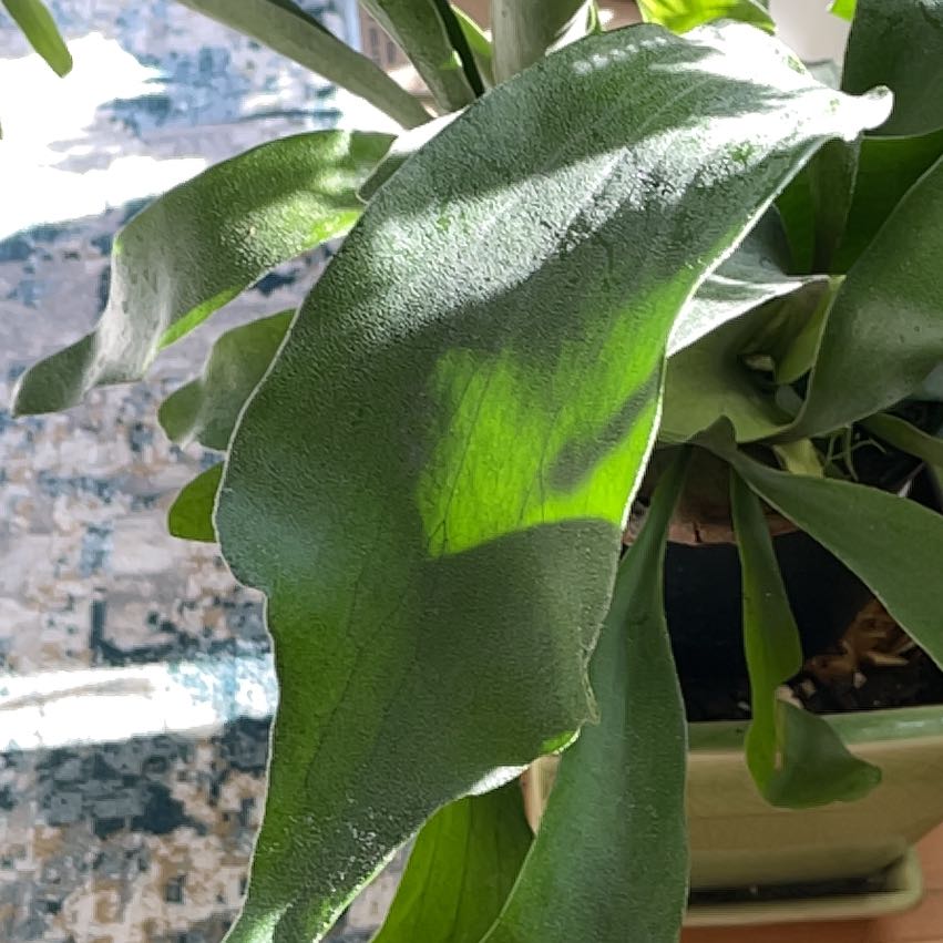 Photo of the plant species Staghorn Fern by @BossAnahaw34 named Miley on Greg, the plant care app