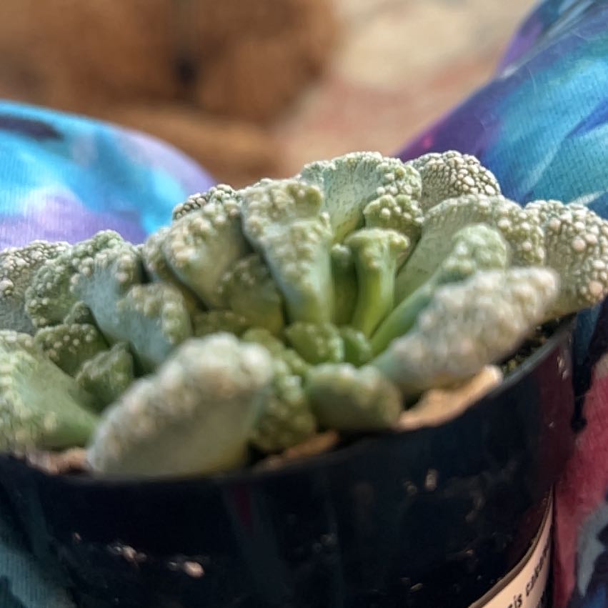 Photo of the plant species Assorted Titanopsis by @SpunkySilvergum named Pax on Greg, the plant care app