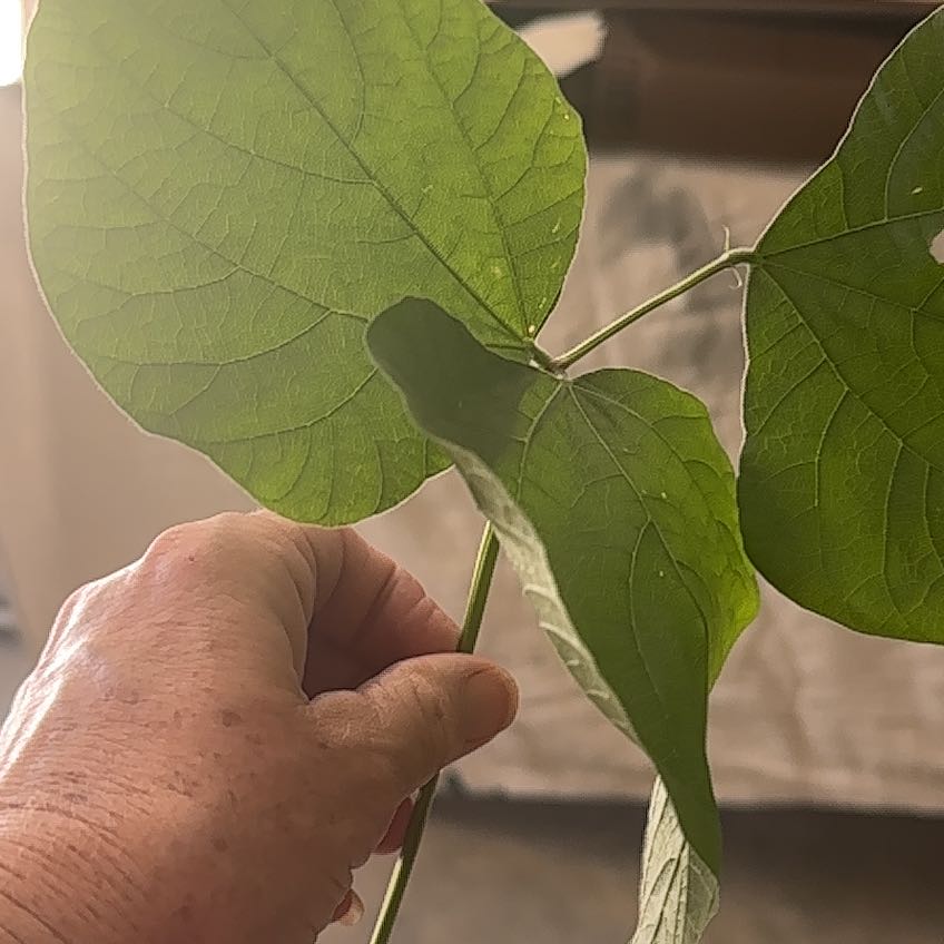 Photo of the plant species False Grape by @BossFalseagave named Rainier on Greg, the plant care app