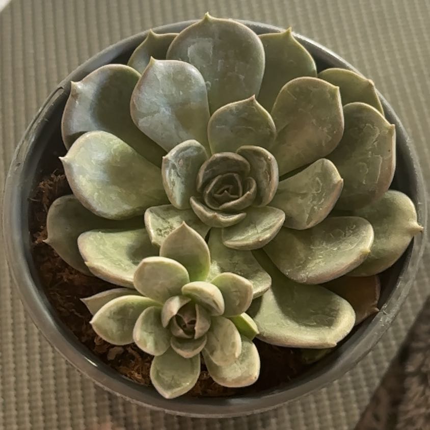Photo of the plant species Echeveria 'Marrom Olive Brown' by @ShinyTorreypine named Sonora on Greg, the plant care app
