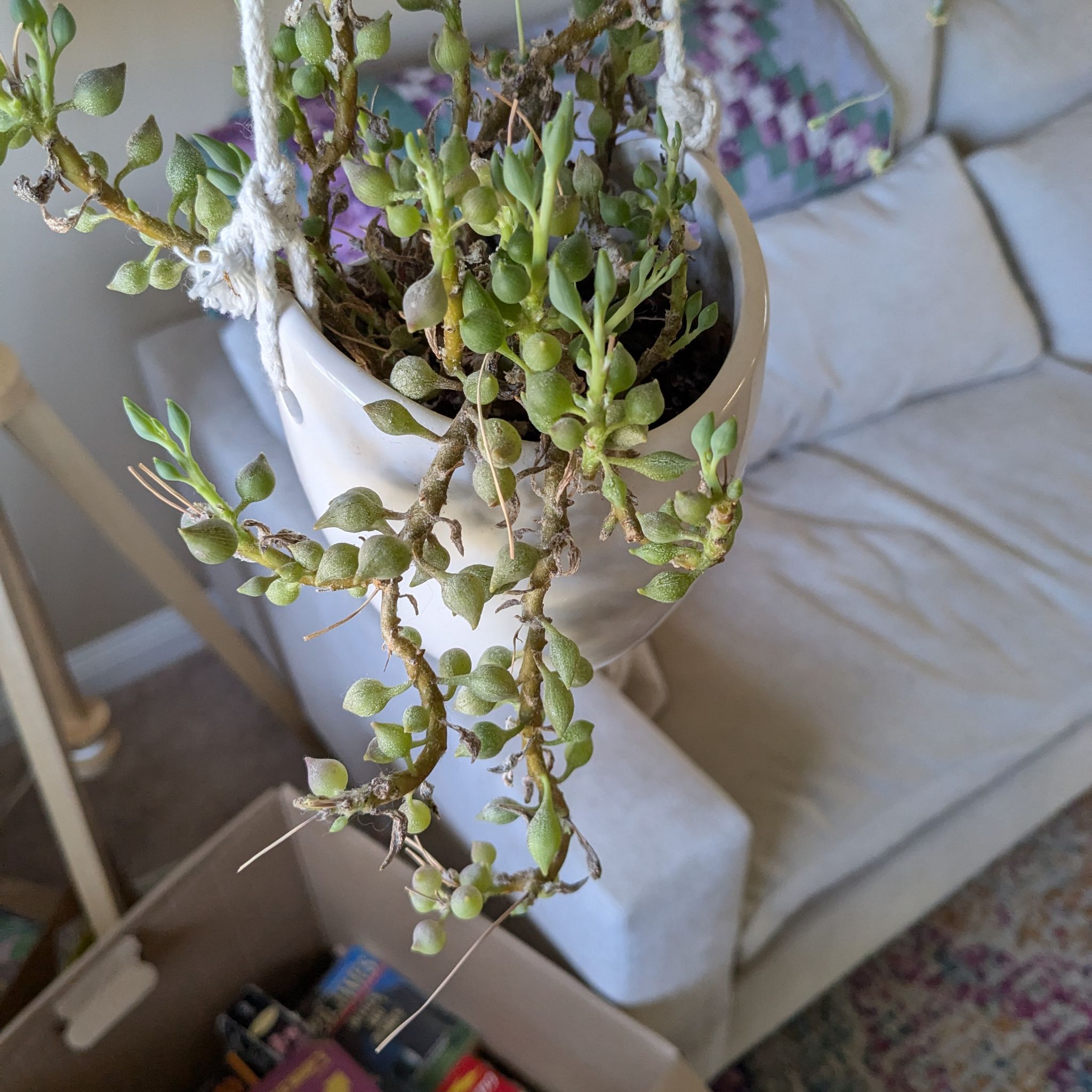 Photo of the plant species String of Tears by @YesDeodarcedar named Zion on Greg, the plant care app