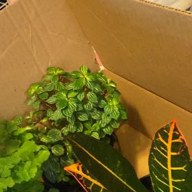 Photo of the plant species Little Fantasy Peperomia by @ClearKapoktree named LiloStitch on Greg, the plant care app