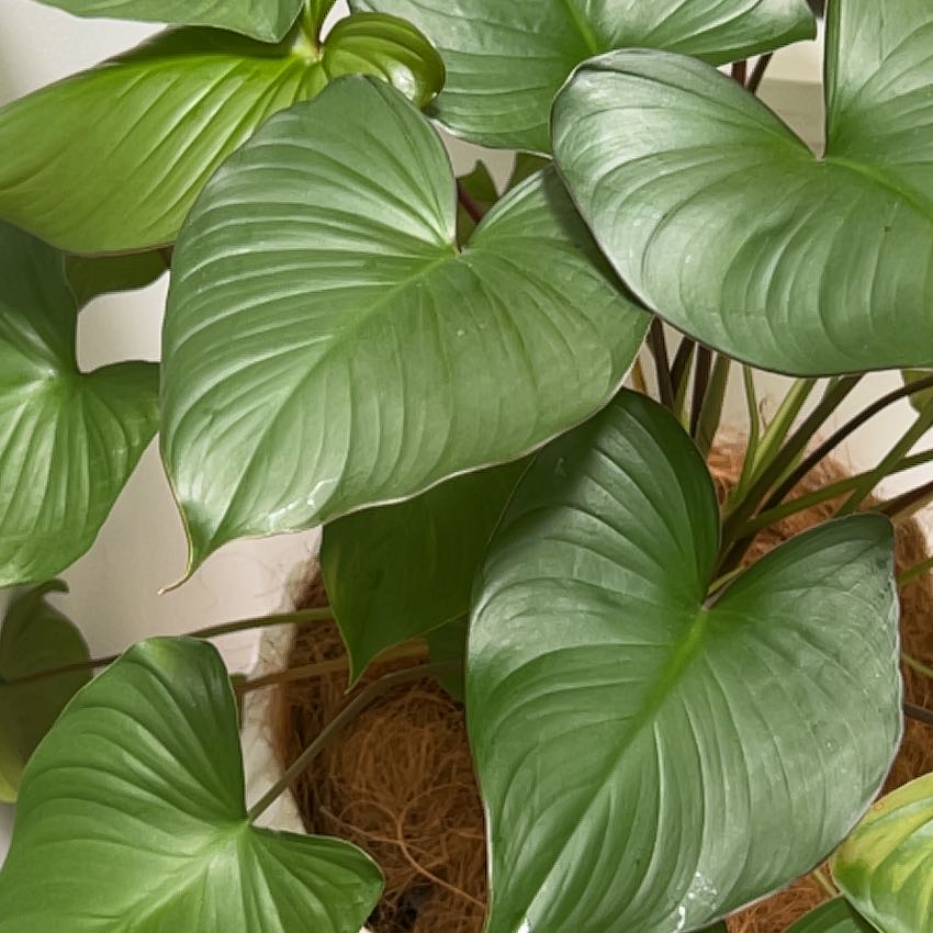 Photo of the plant species Homalomena 'Red Velvet' by @ImpishRedtree23 named Sonora on Greg, the plant care app