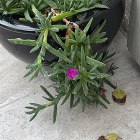 Photo of the plant species Coastal Pigface by @ImpishRedtree23 named Willow on Greg, the plant care app