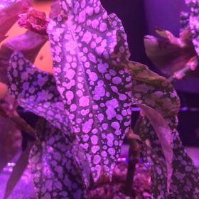 Photo of the plant species Begonia by @SmartTagetes94 named Keanu Leaves on Greg, the plant care app