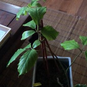 Photo of the plant species Chestnut Vine by @SmartTagetes94 named Cleopatra on Greg, the plant care app