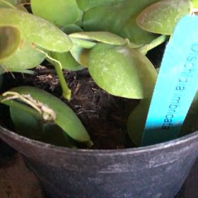 Photo of the plant species Dischidia imbricata by @SmartTagetes94 named Leaf Erickson on Greg, the plant care app